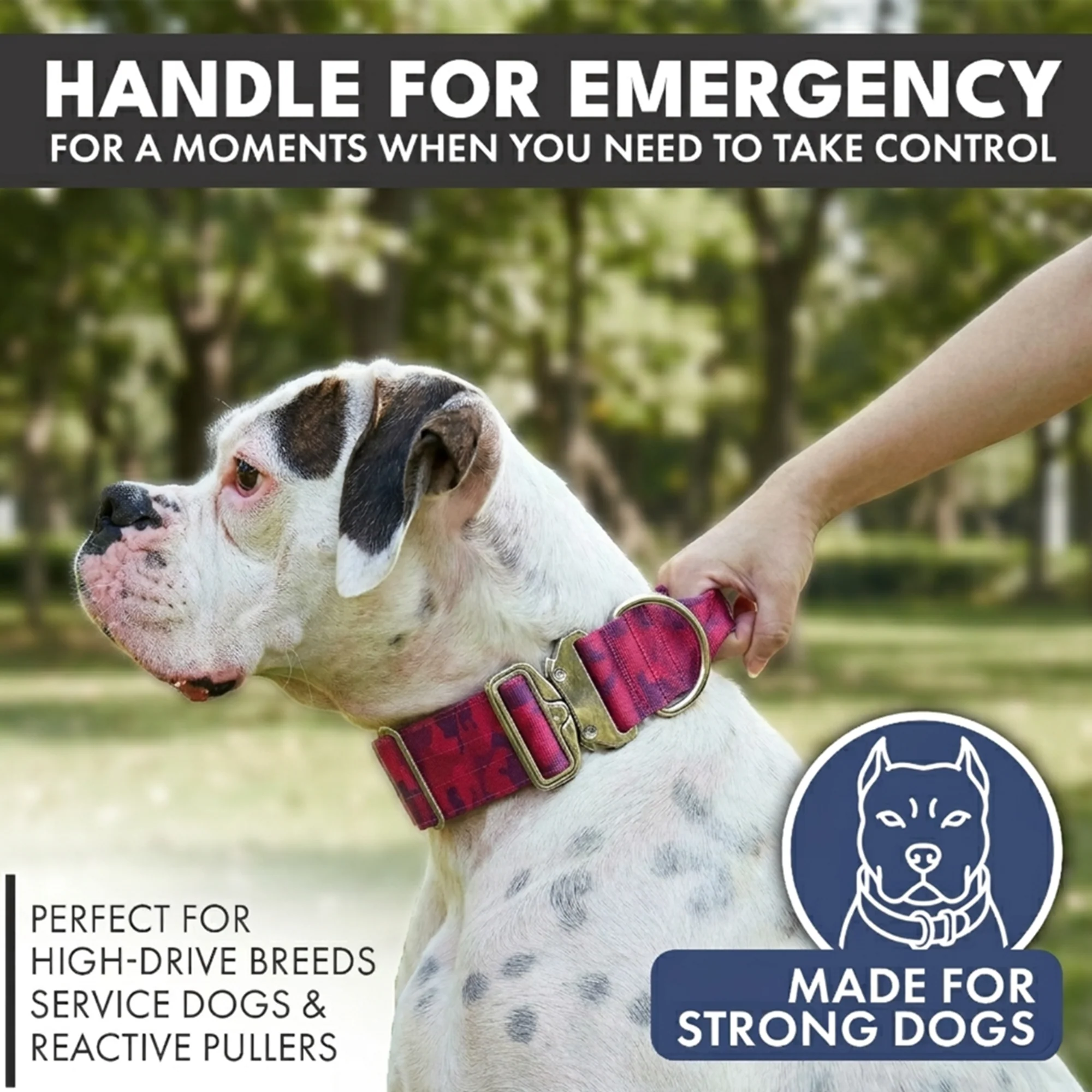Comfort Control Collar and Multipurpose Leash Sets - Image 58