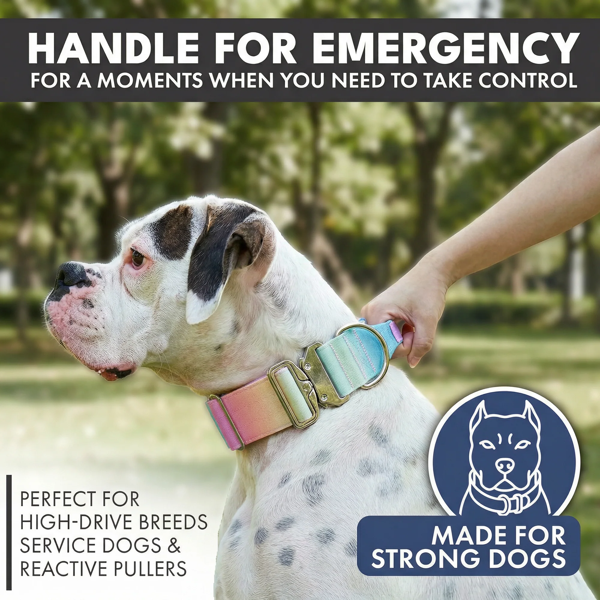 Comfort Control Collar and Multipurpose Leash Sets - Image 2
