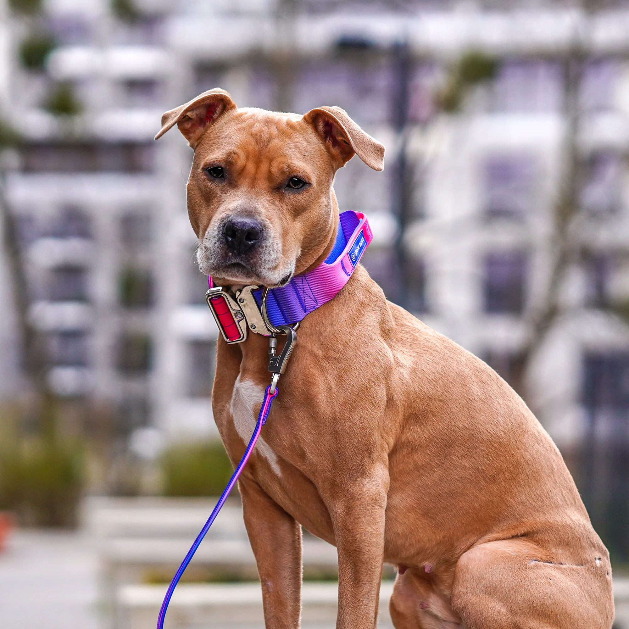 Comfort Control Collar and Multipurpose Leash Sets - Image 42