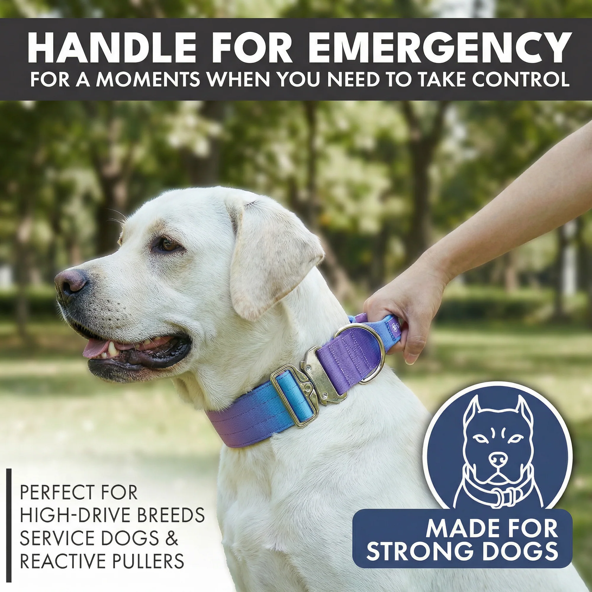 Comfort Control Collar and Multipurpose Leash Set - 90s Retro - Image 2