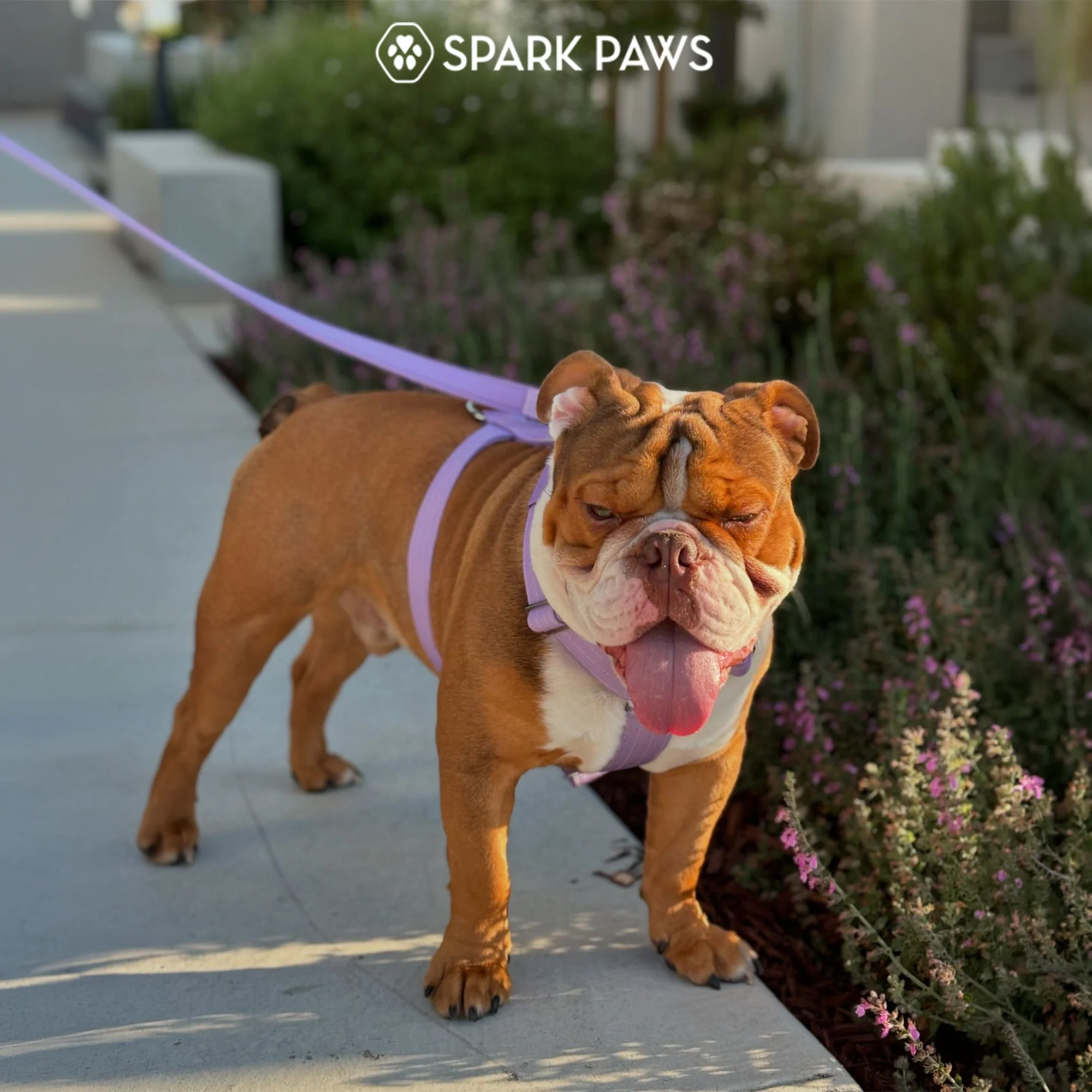 Comfort Control™ No-Pull Dog Harness - Lilac - Image 8