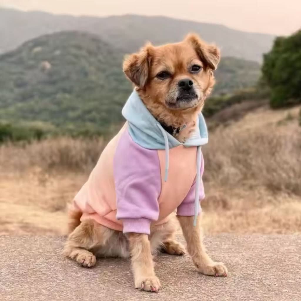 Cotton Candy Dog Hoodie - Image 12