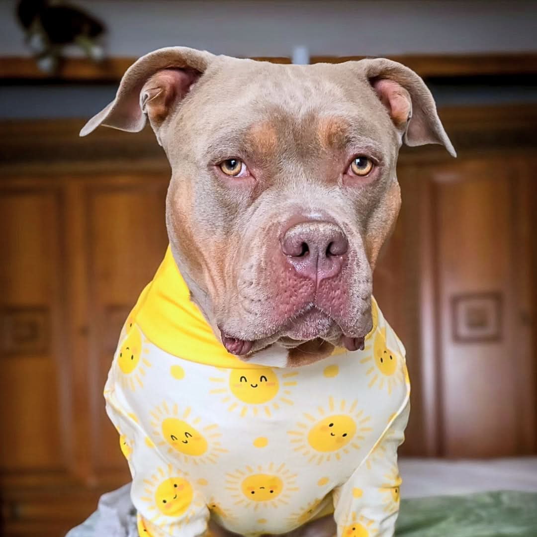 Dog Pajama Prints - Image 29