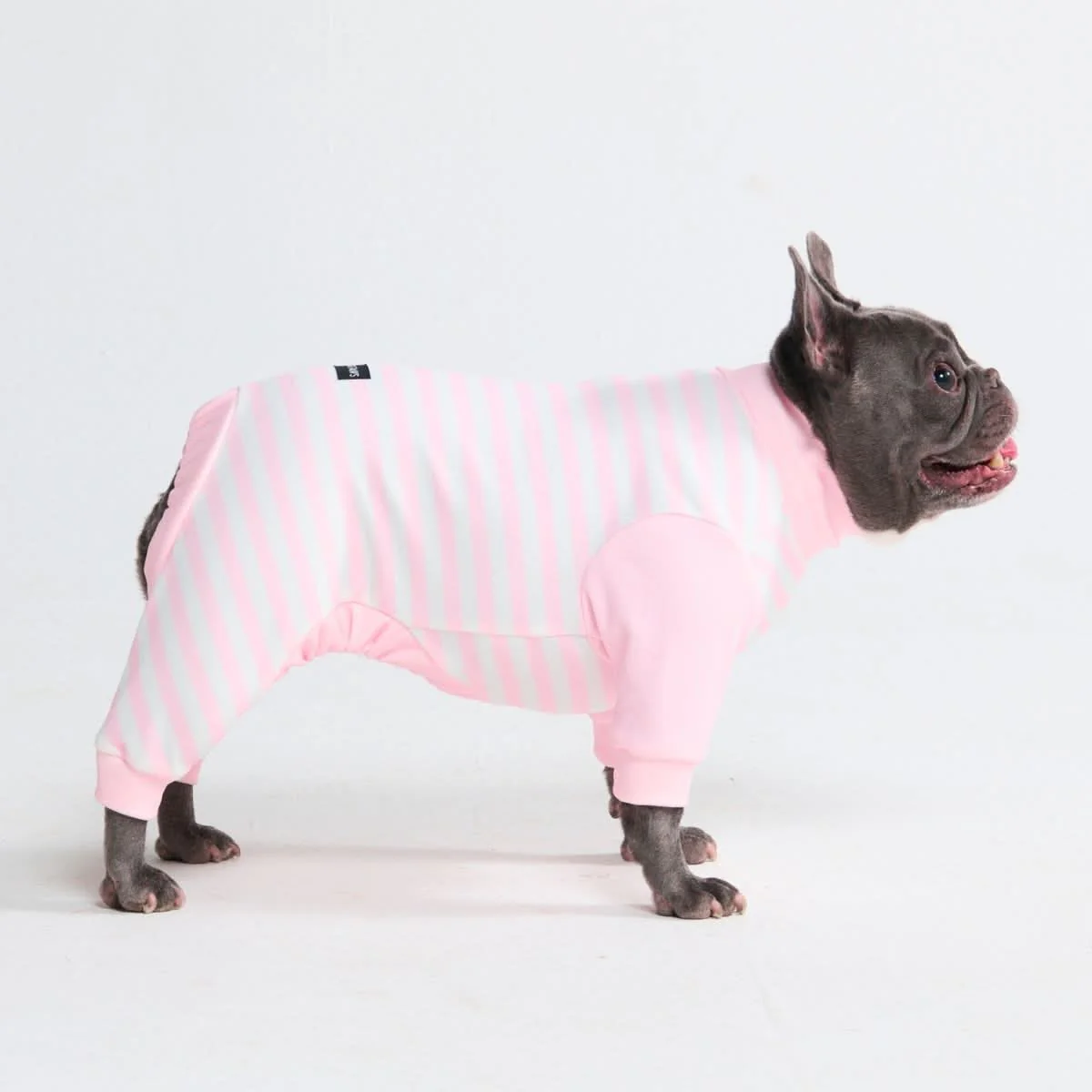 Dog Pajama Prints - Image 50