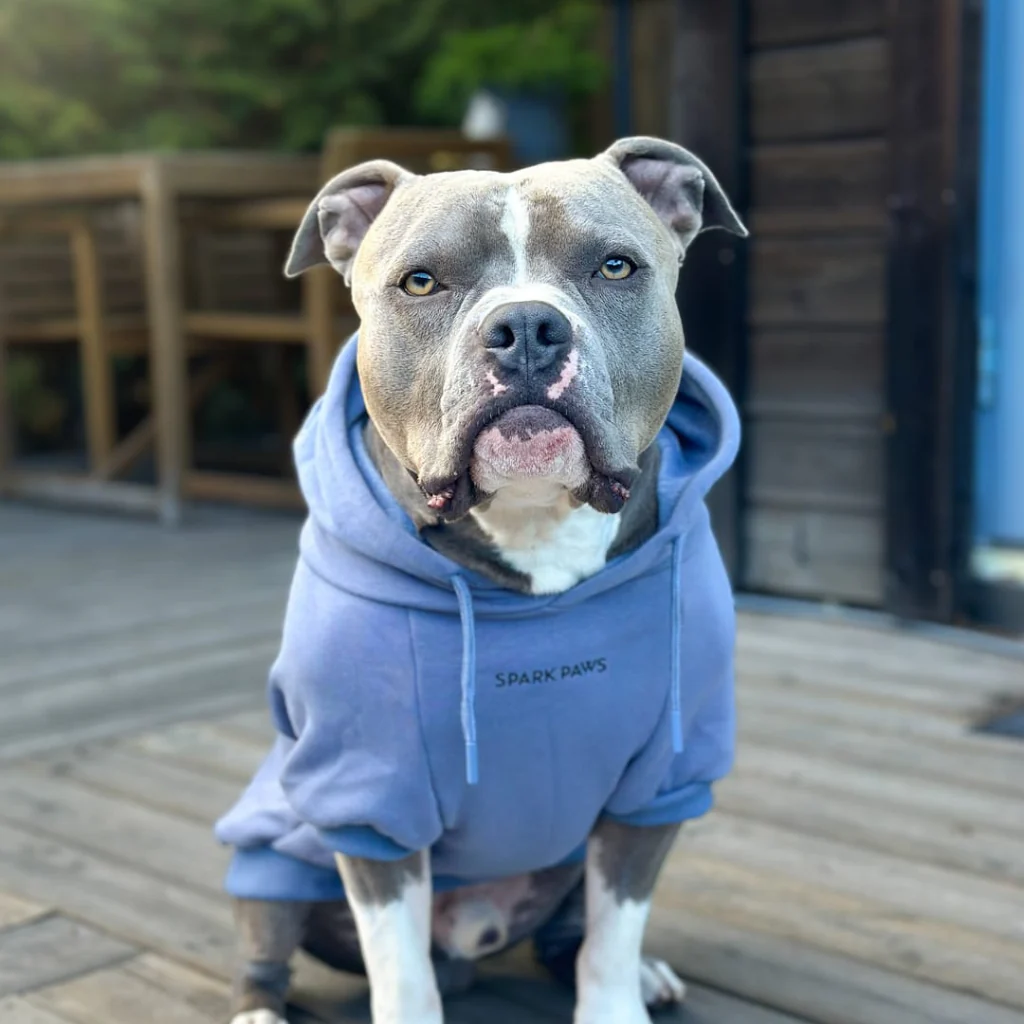 Essential Dog Hoodie - Slate Blue - Image 11