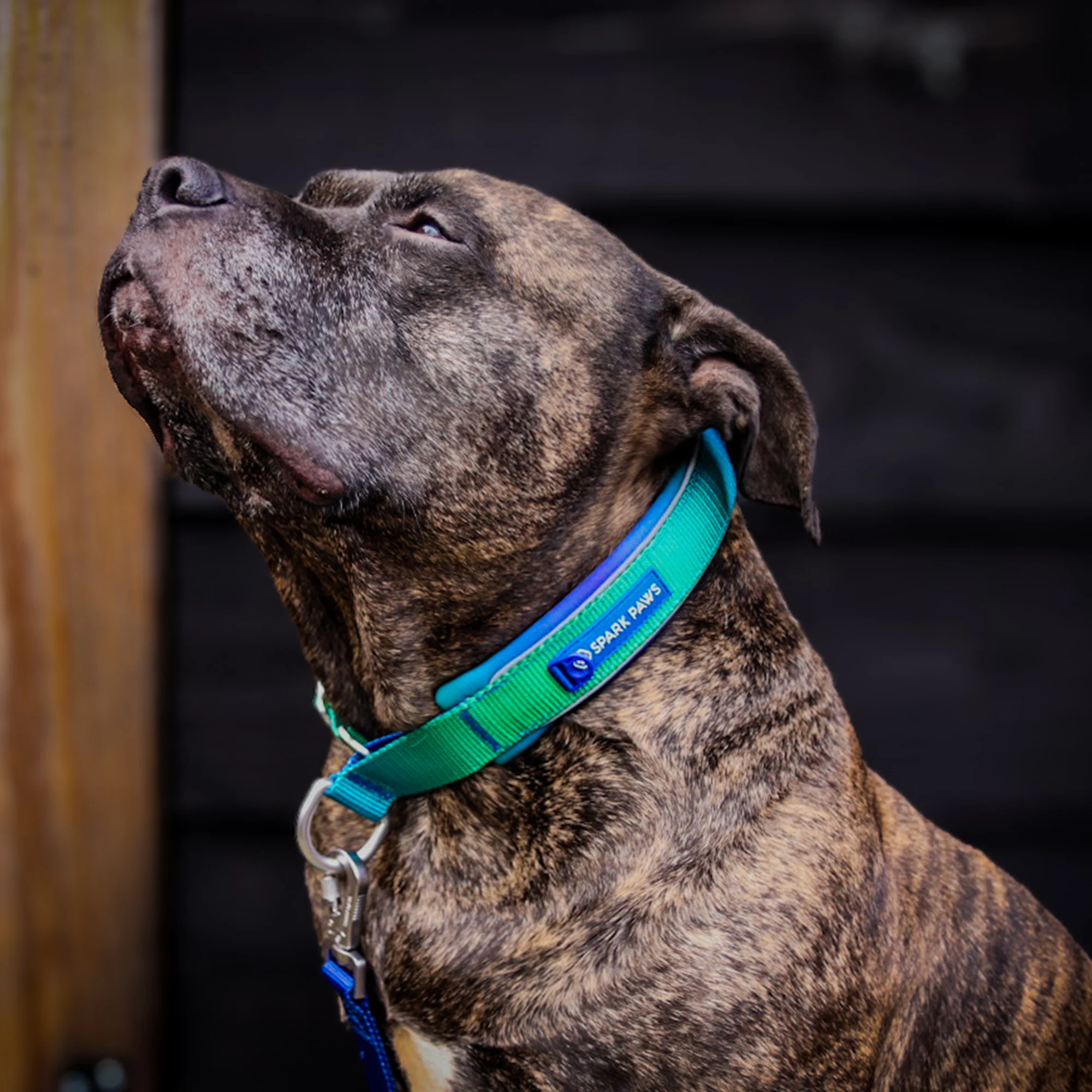 Martingale Collar Sets - Image 40