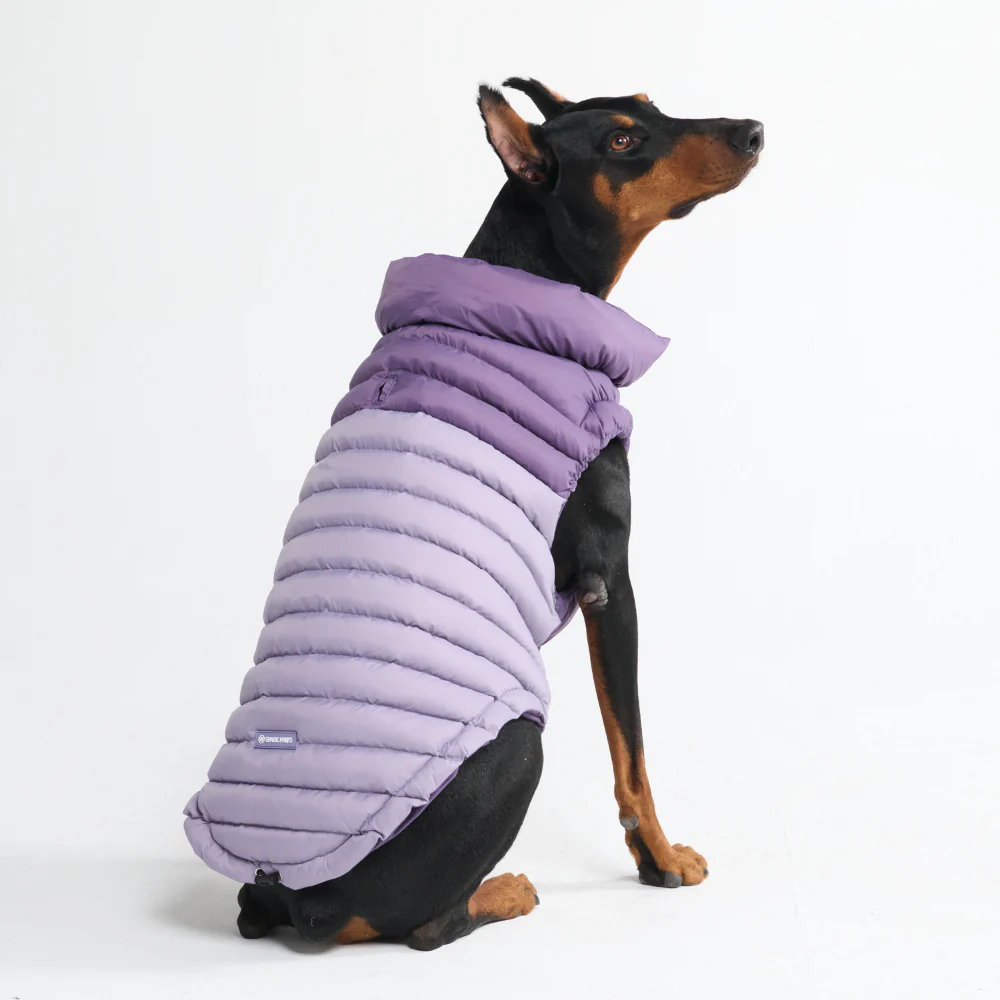 PuffShield Winter Jacket -  Purple - Image 4