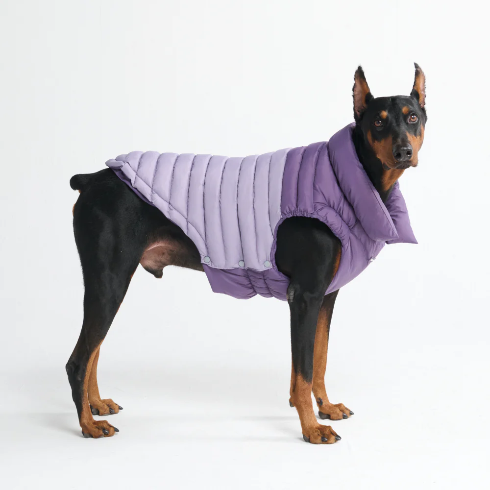 PuffShield Winter Jacket -  Purple - Image 10