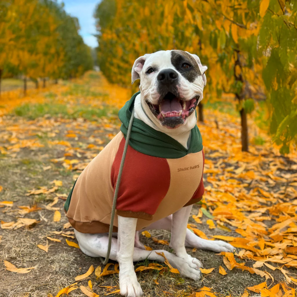 Color Block Dog Hoodies - Image 50