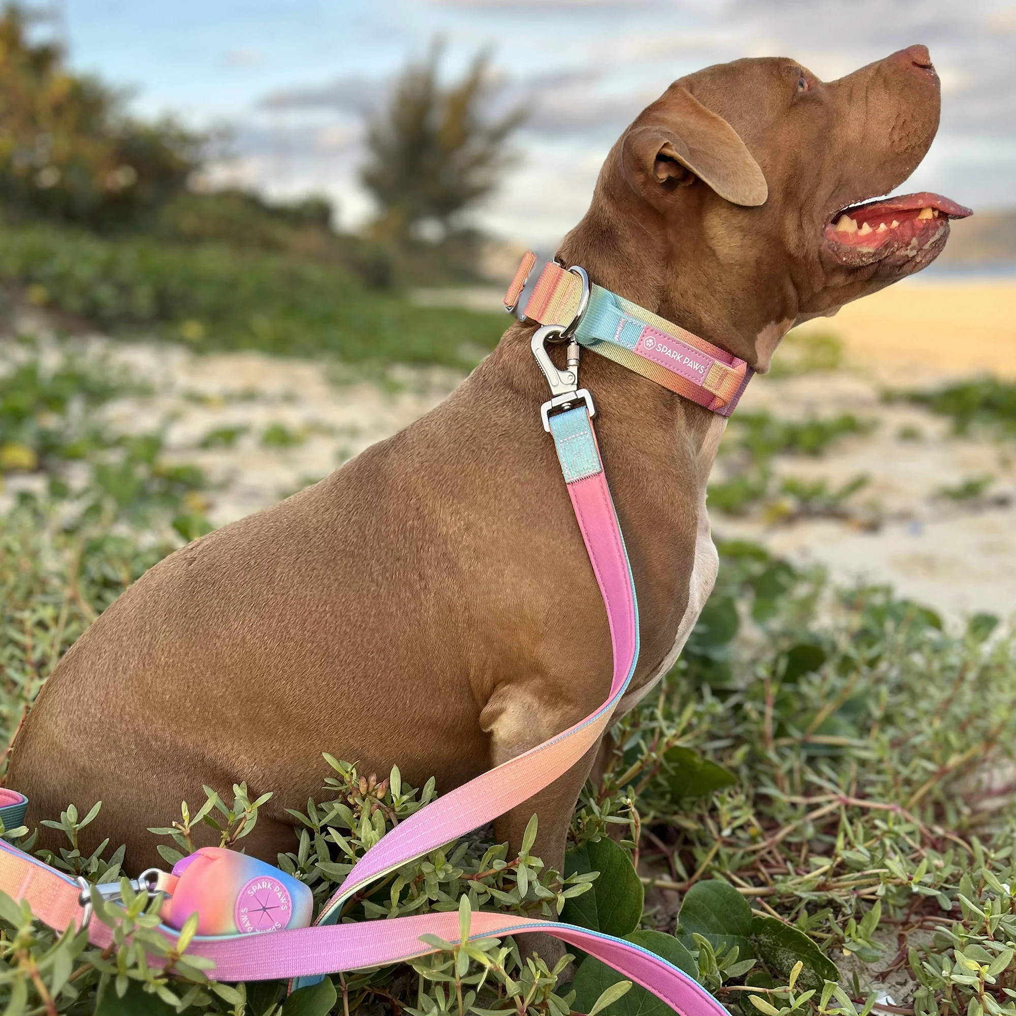 Comfort Control Dog Collar Sets - Image 14