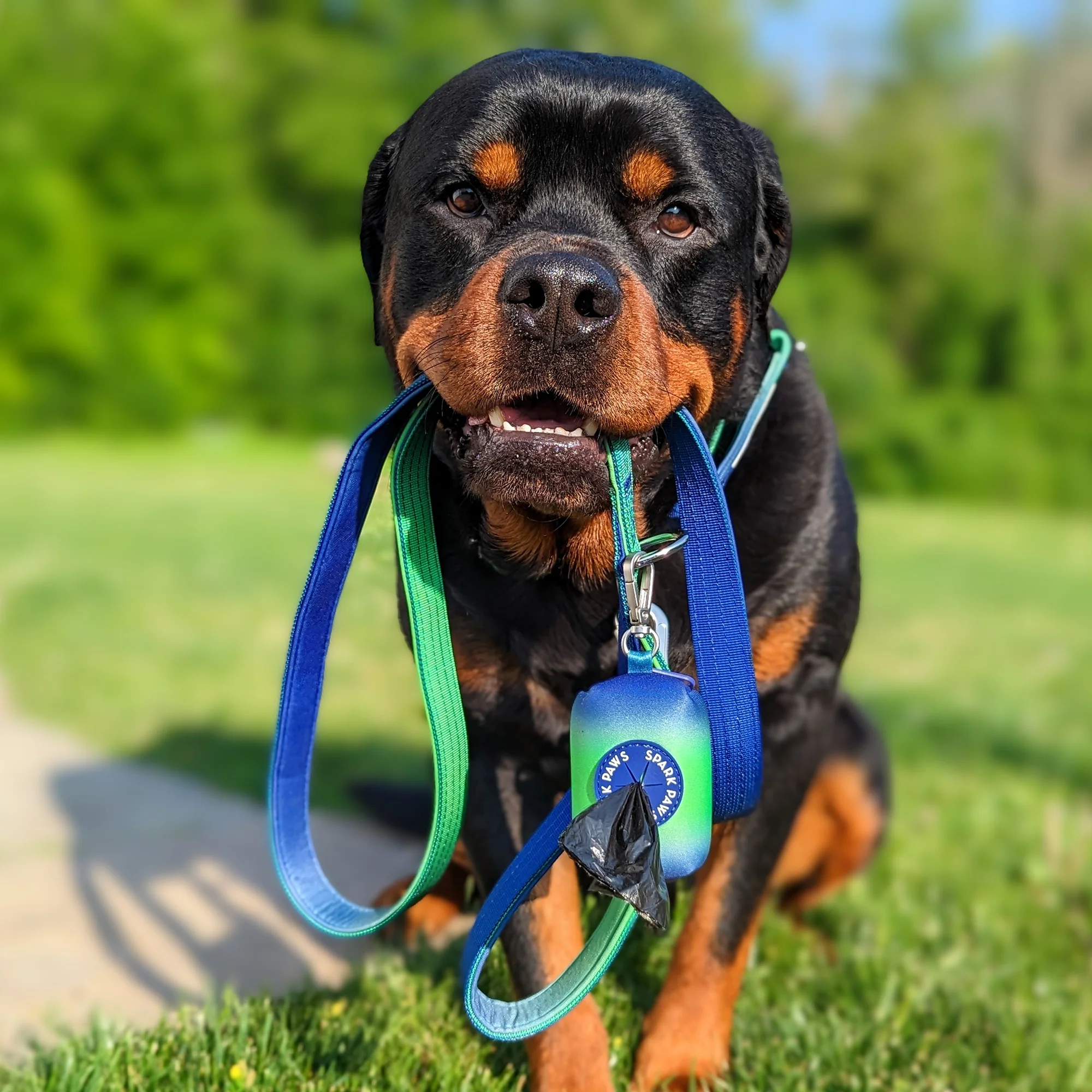 Comfort Control Dog Collar Sets - Image 21