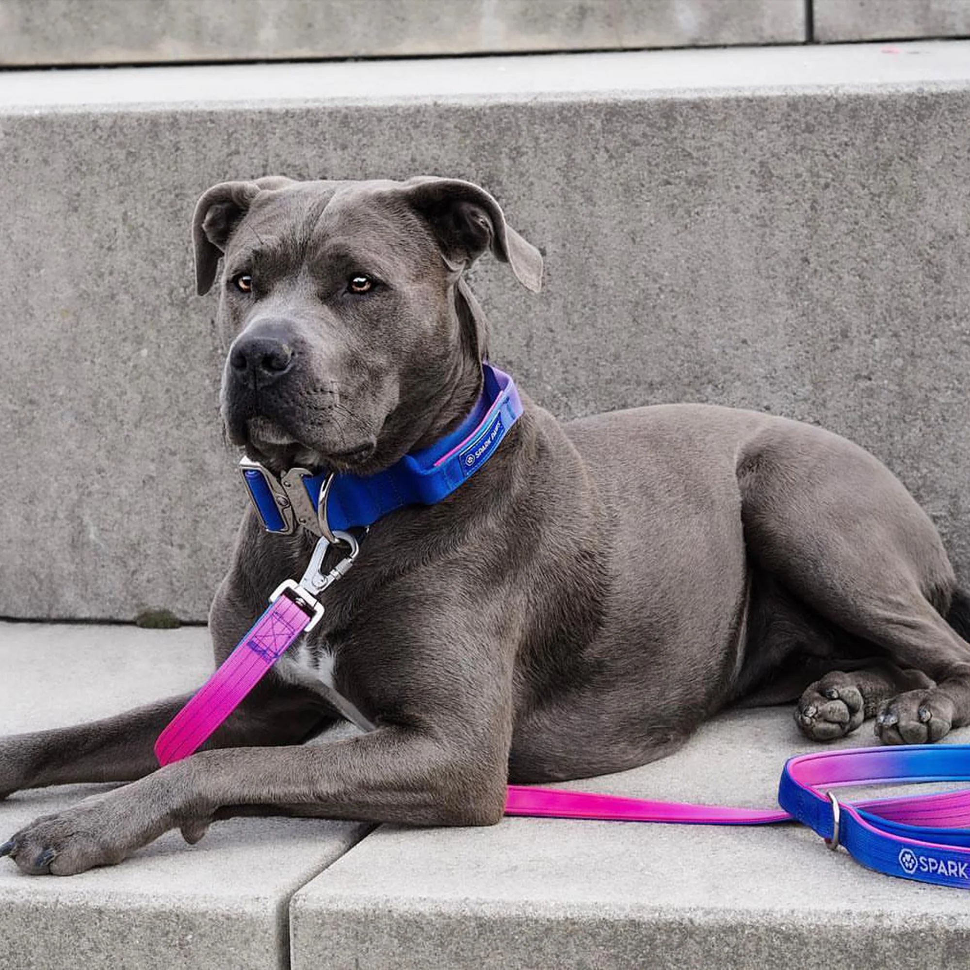 Comfort Control Dog Collar Sets - Image 42