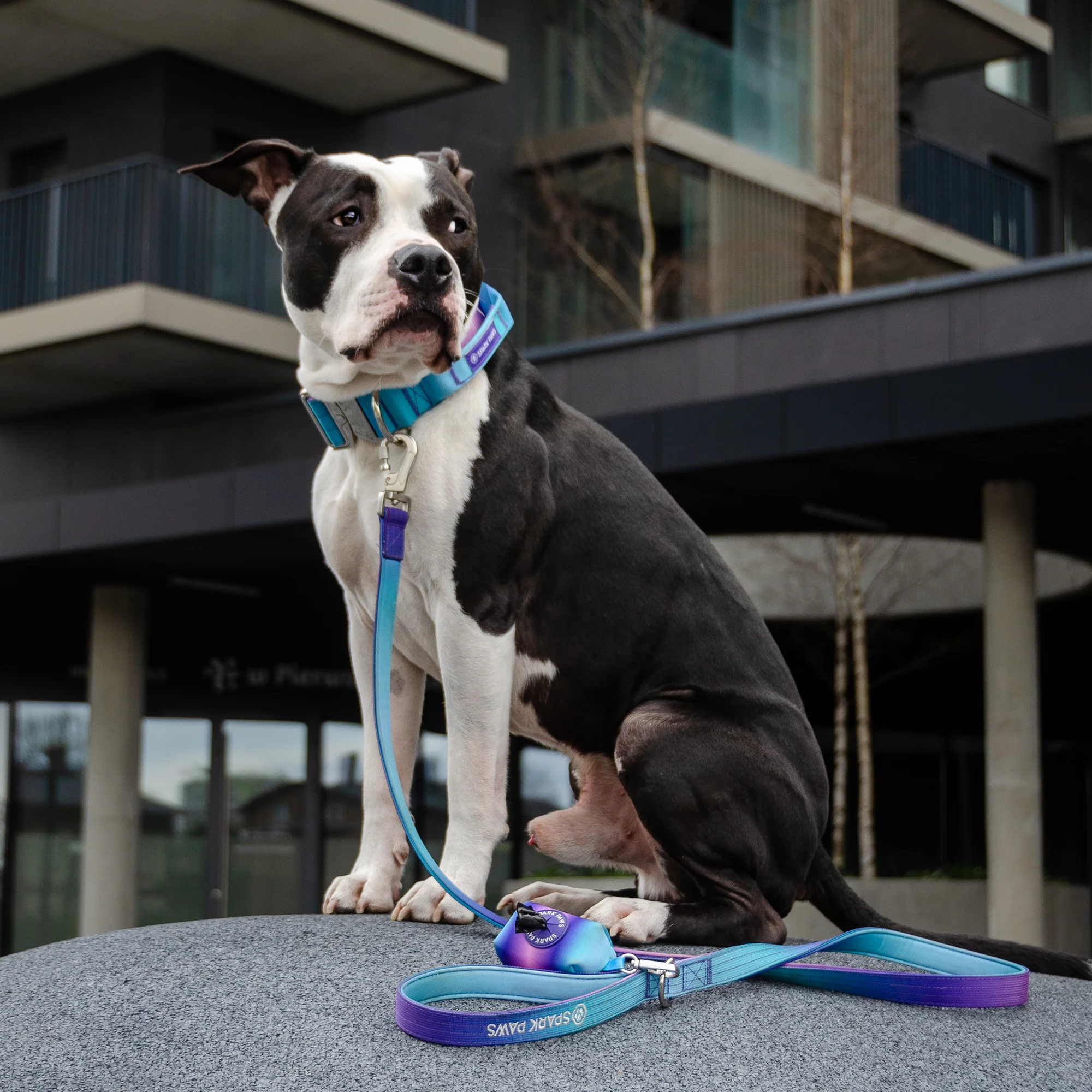Comfort Control Dog Collar Sets - Image 7