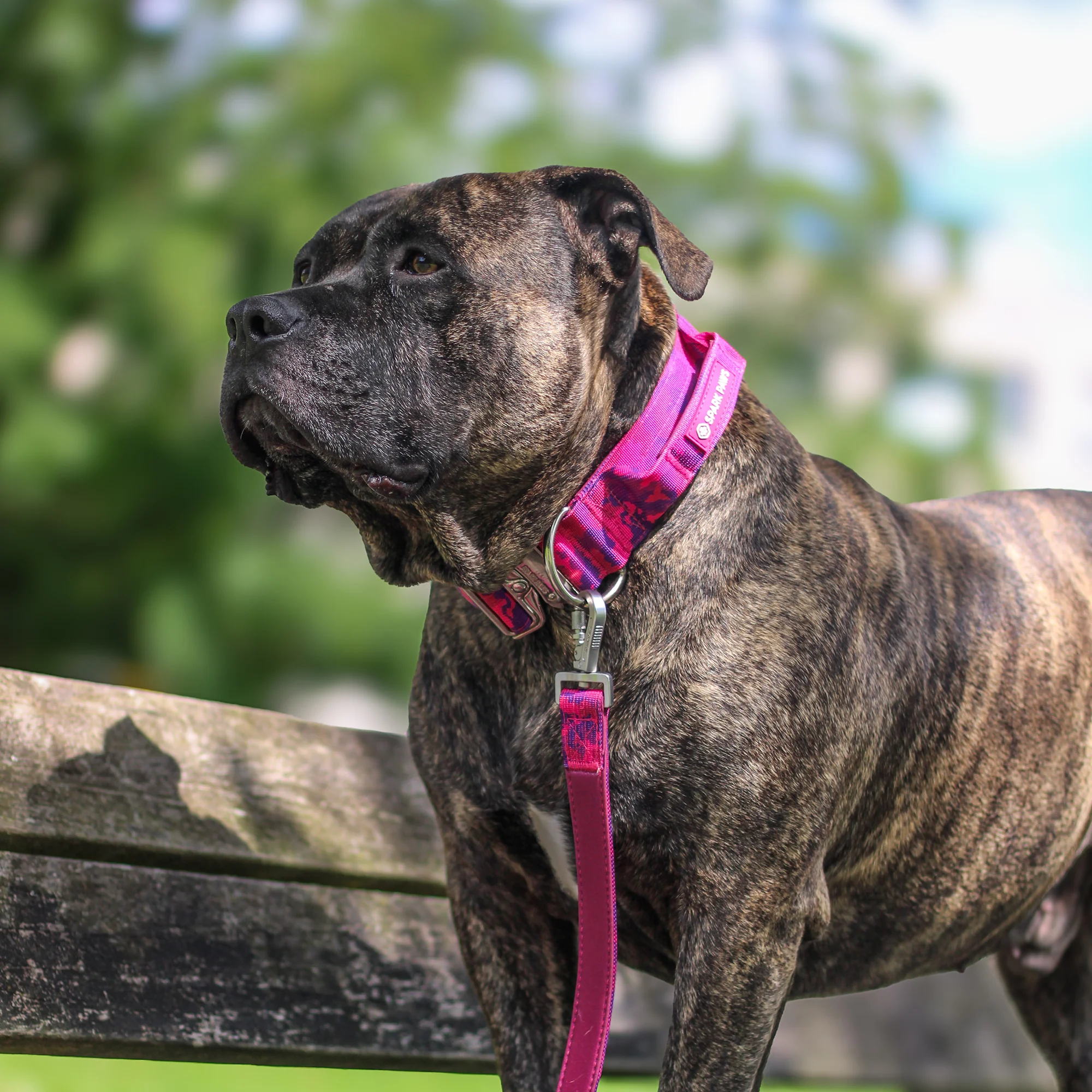 Comfort Control Dog Collar Sets - Image 56