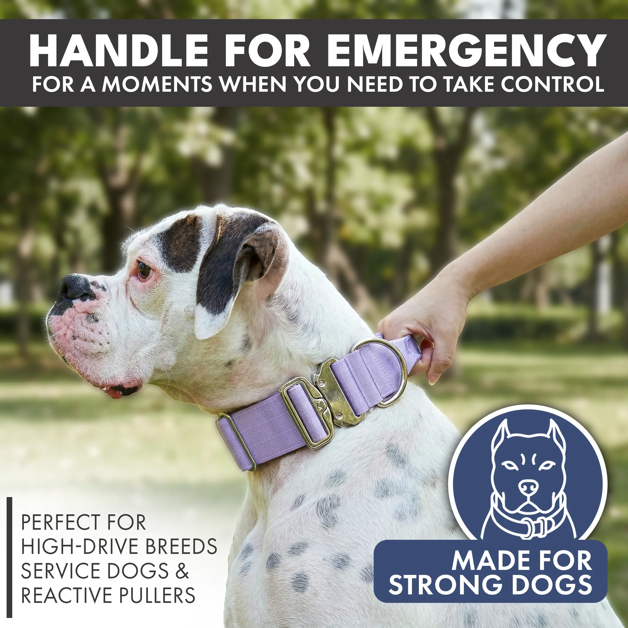 Comfort Control Collar - Lilac - Image 3
