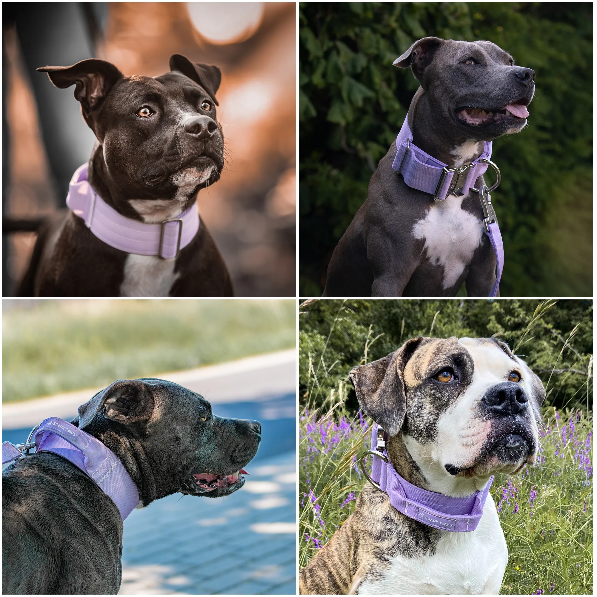 Comfort Control Collar - Lilac - Image 6