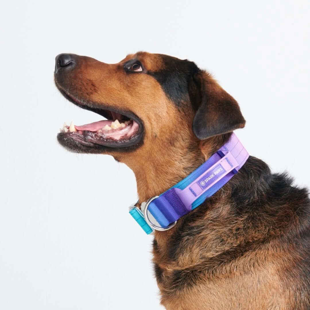 Comfort Control Dog Collars - Image 3