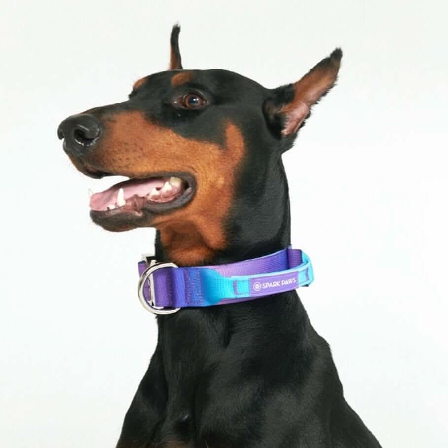 Comfort Control Dog Collars - Image 5