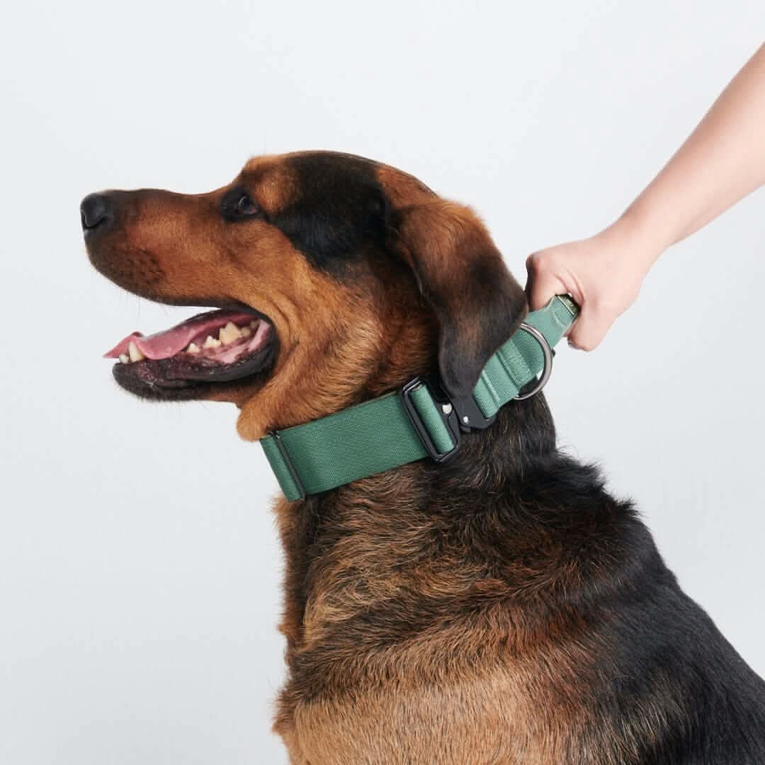 Comfort Control Dog Collars - Image 51