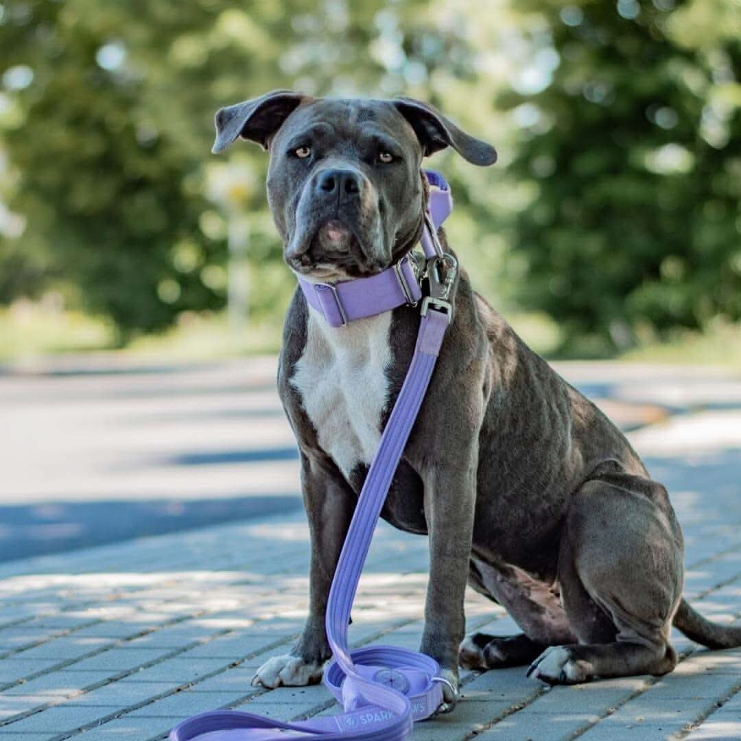 Comfort Control Dog Collars - Image 75