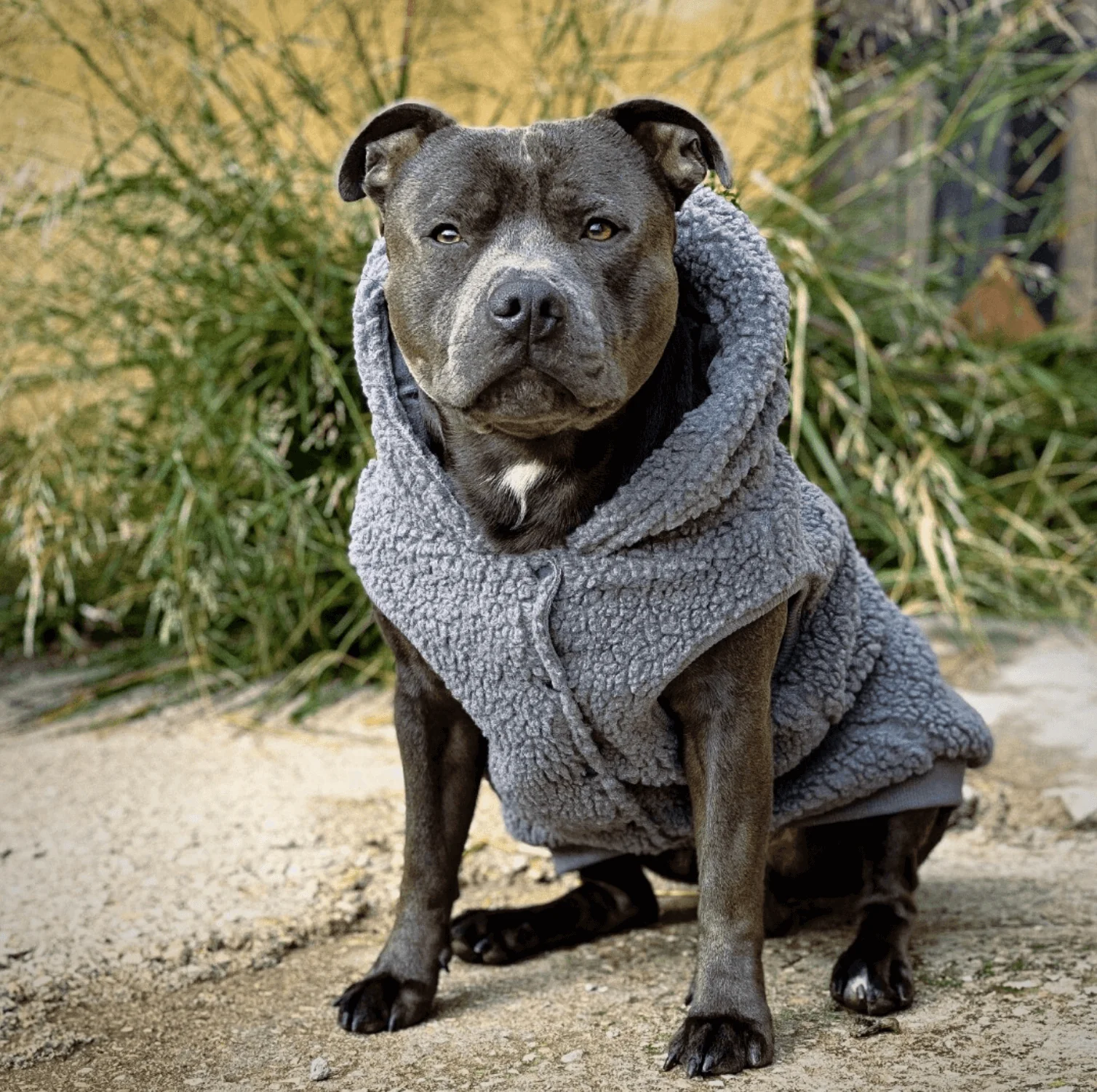 Teddy Sherpa Dog Jackets - Image 20