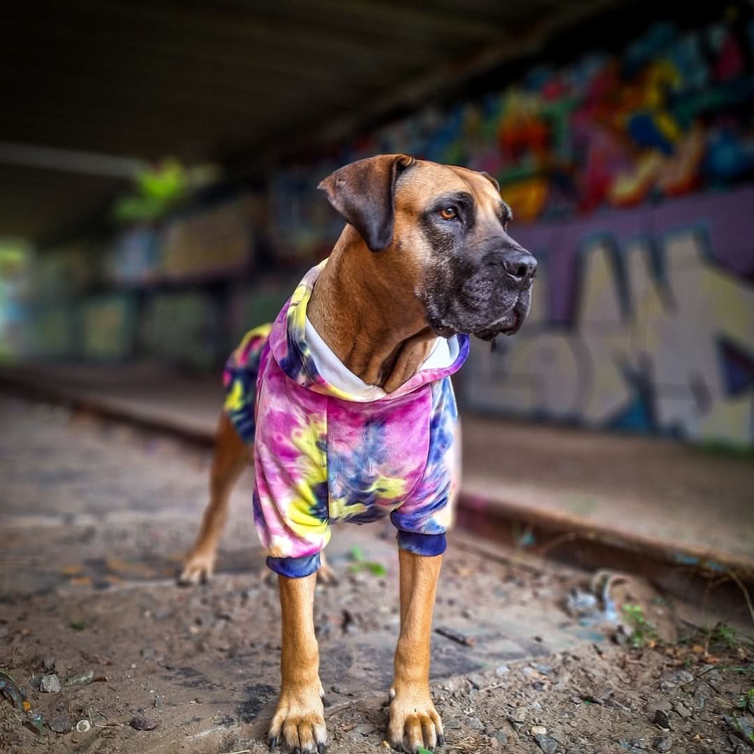 Velvet Dog Hoodie - Berry Lemonade - Image 13
